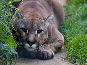 300px-Cougar_ready_to_pounce_(2975144846).jpg