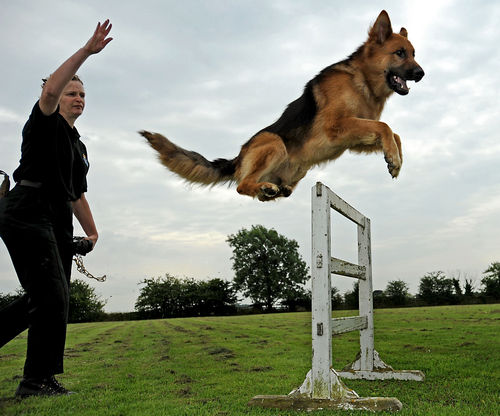 dog-training.jpg