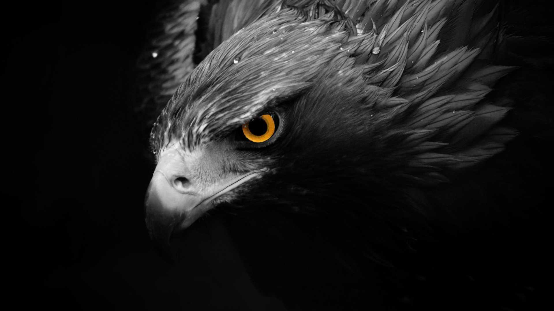 eagle wallpaper.jpg