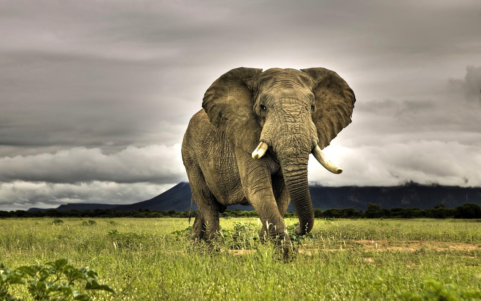 elephant wallpaper.jpg