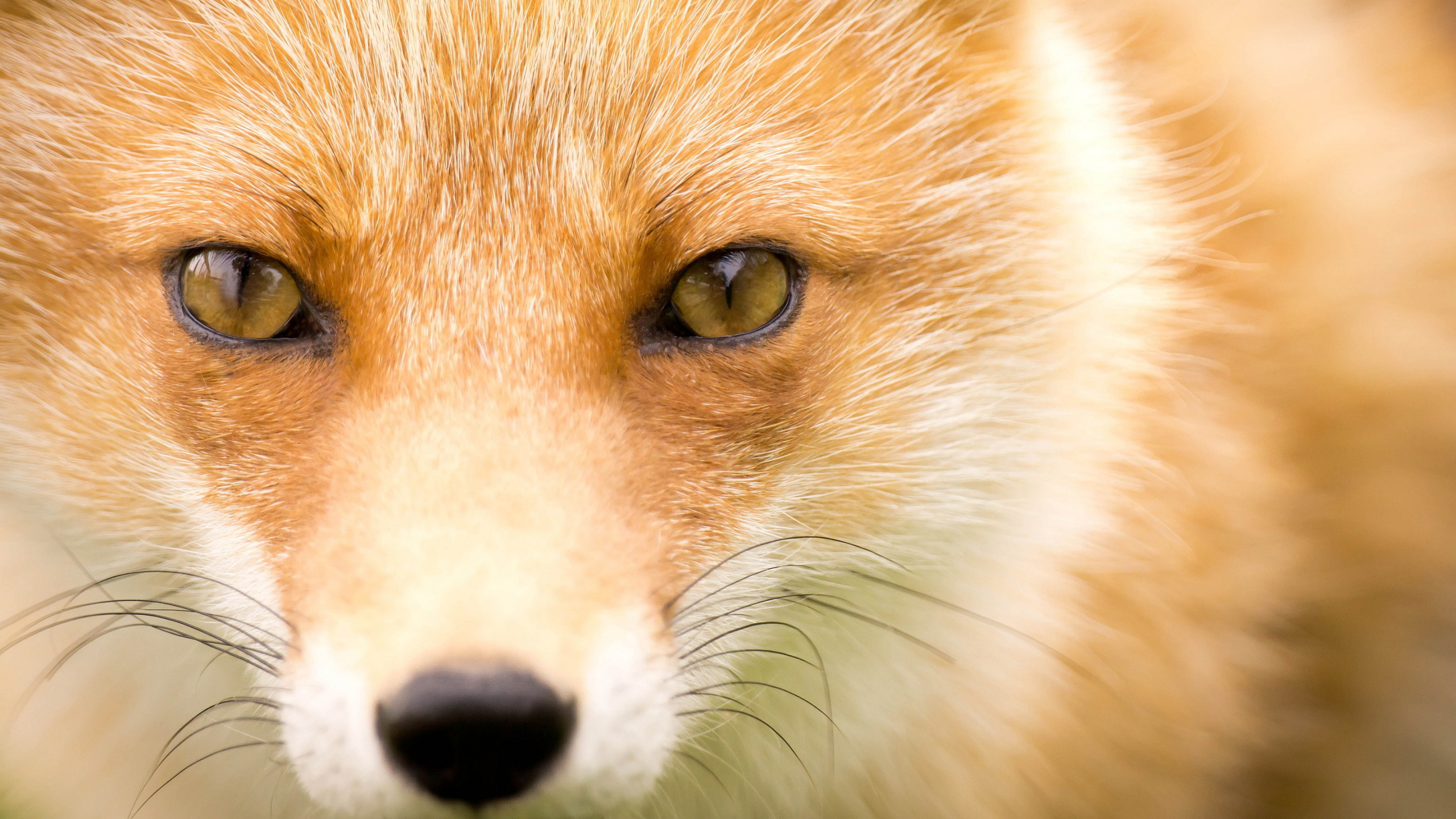 fox wallpaper.jpg