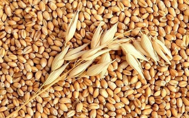 Lúa mì là gì? Hiểu rõ cơ bản về lúa mì để giao dịch hiệu quả