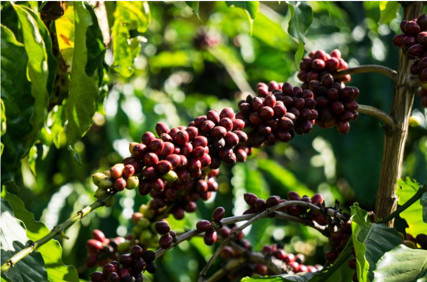 Nhận định xu hướng Cà phê Arabica tháng 12/2019 - Robusta kỳ hạn tháng 01/2020 (Cập nhập mỗi ngày)
