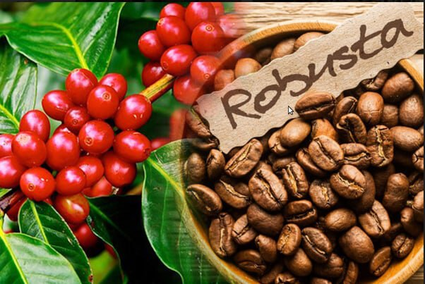 Các yếu tố ảnh hưởng đến giá cà phê Robusta trên thị trường Hàng hóa phái sinh