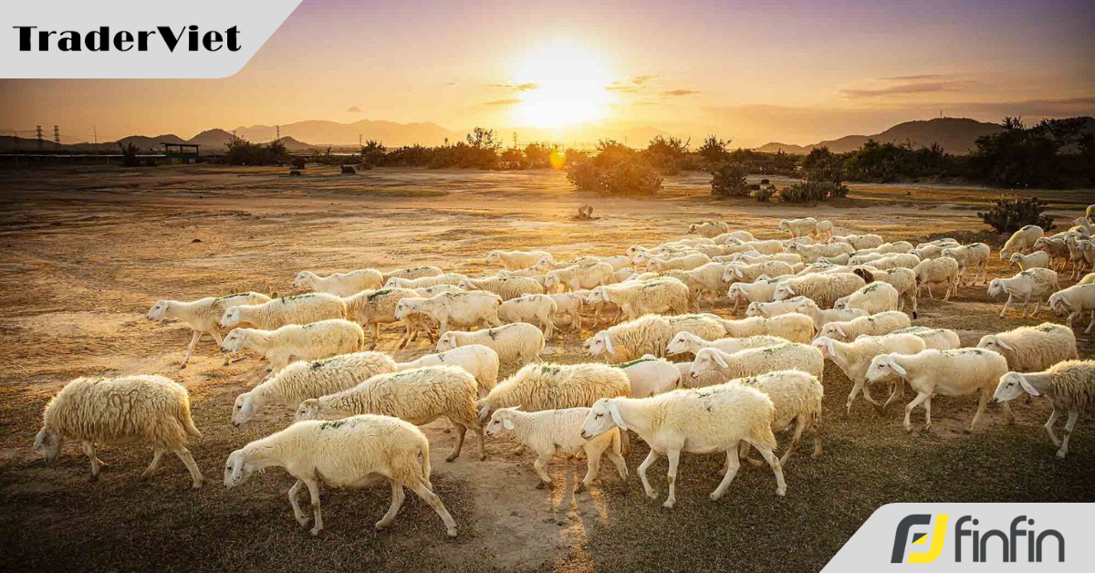 Hiệu ứng đàn cừu và bài học dành cho trader
