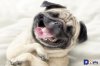 adogily.vn_wp_content_uploads_2019_02_hinh_anh_cho_Pug_dogily_petshop_1.jpg