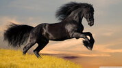 horse wallpaper.jpg