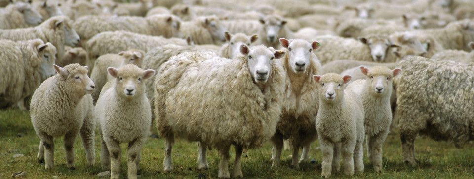 Những Chú Cừu Của Ngài Thị Trường