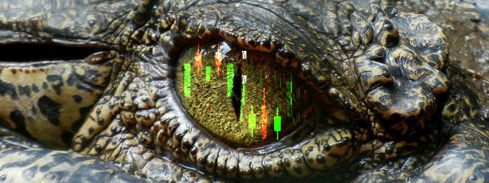 Loài cá sấu vĩ đại có thể dạy chúng ta điều gì về trading?