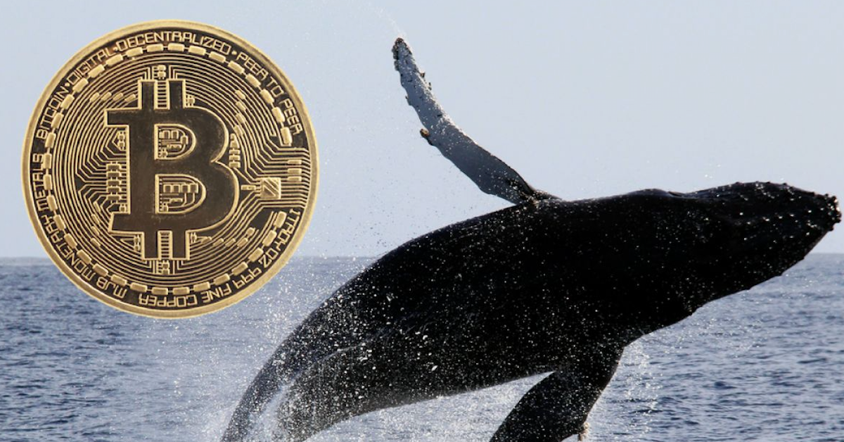 Đợt tăng giá của Bitcoin lần này chủ yếu do cá voi chứ không phải Trader nhỏ lẻ!