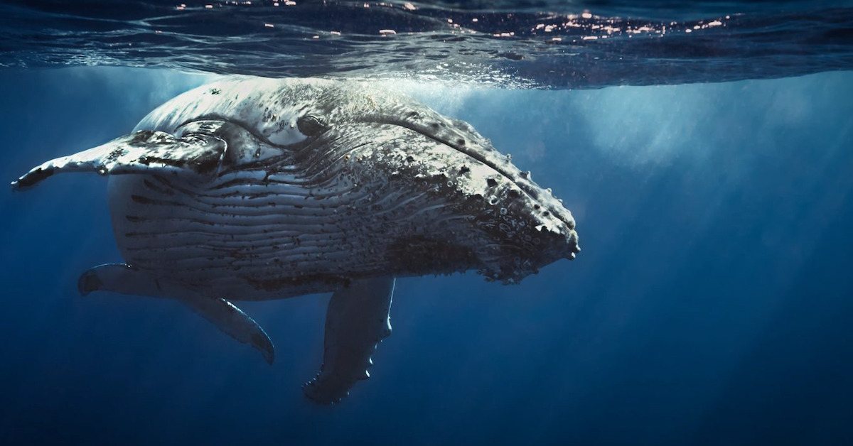 Bạn cần bao nhiêu BTC để trở thành một cá voi Bitcoin?