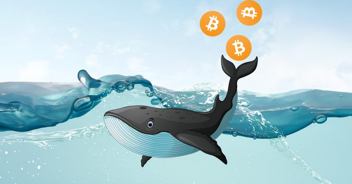 Số lượng cá voi Bitcoin tăng cao kỷ lục, báo hiệu tài sản vẫn trong giai đoạn tích lũy