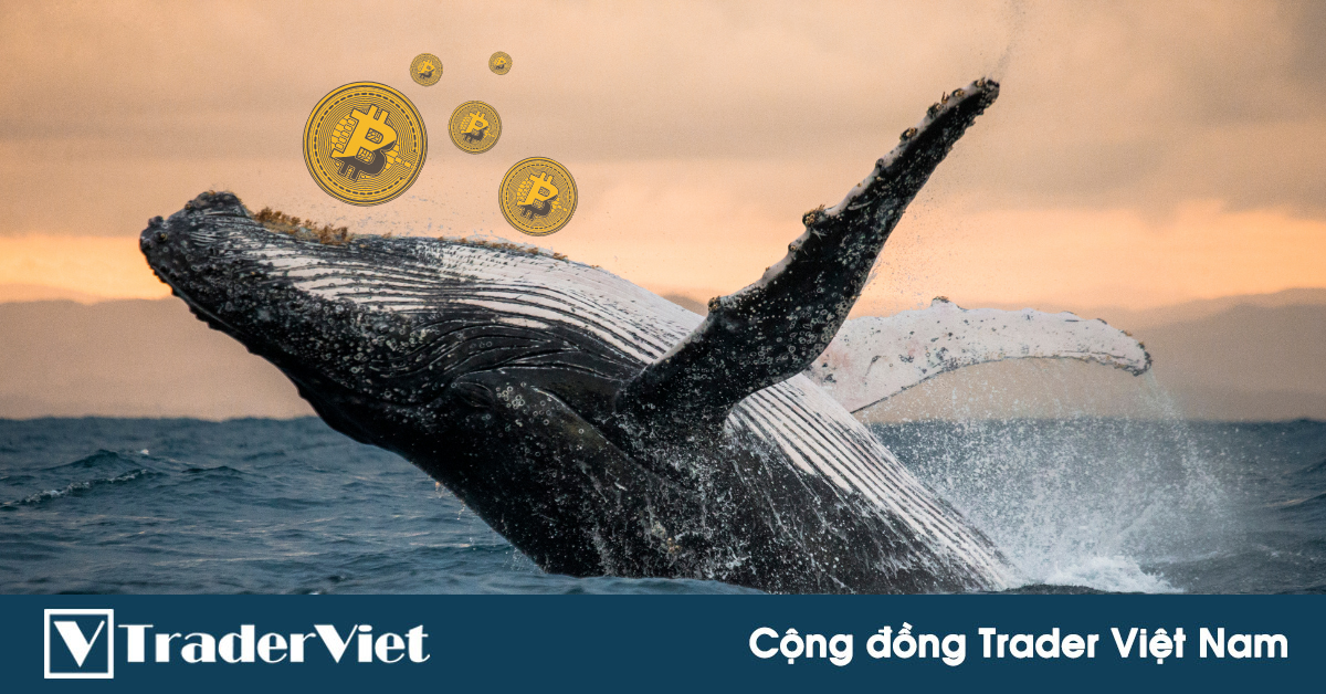 Một 'cá voi Bitcoin' vừa thức giấc sau gần 8 năm không hoạt động